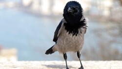 Bird Crow Charming Baby