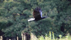 Bird Crow Flying HD Photo