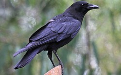 Bird Crow Wallpaper