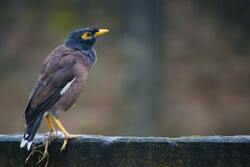 Black And Brown Myna Standing on Fence