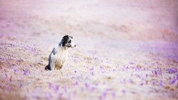 Black and White Dog Sitting in Flower Field