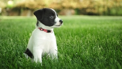 Black And White Dog Sitting in Grass