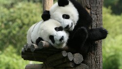 Black and White Panda Sitting on Tree