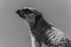 Black and White Photography of Meerkat Animal