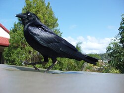 Black Prancing Crow Seating Closeup HD Bird Wallpaper