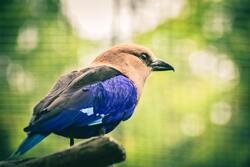 Blue Bellied Roller Bird Sitting on Tree