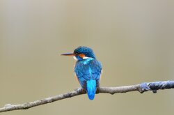 Blue Hummingbird Bird on Branch