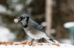 Blue Jay Bird Eating Food in Snow
