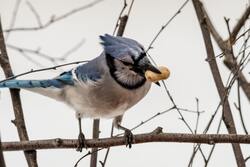 Blue Jay Bird Sitting on Tree Branch