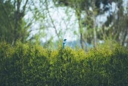 Blue Jay Sitting On Bush Bird Wallpaper