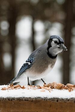 Blue Jay Standing in Snow