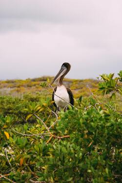 Brown Pelican Bird Standing Photo