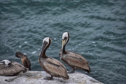 Brown Pelican Birds HD Photo