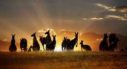 Buck of Kangaroos During Sunset