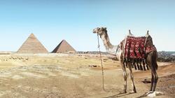 Camel at Pyramids Pics