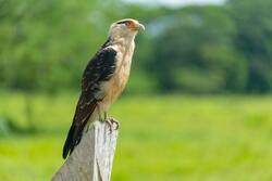 Caracara Bird Sitting on Wood