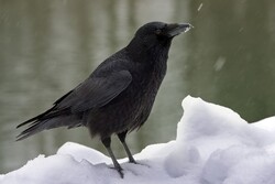 Carrion Crow Sitting on Snow