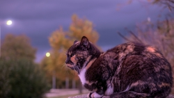 Cat Sitting in Street HD Wallpaper