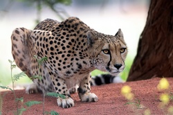 Cheetah About to Jump