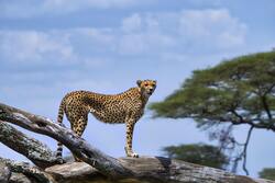 Cheetah on Wooden Log Under Blue Sky