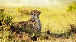 Cheetah Savanna Africa