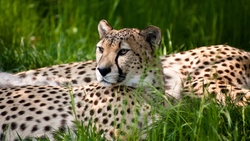 Cheetah Sitting in Grass HD Wallpaper