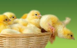 Chick Falling From Basket