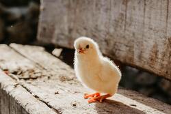 Chicken Baby Standing in Wood