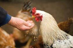 Chicken Eating Food from Human Hand