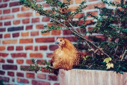 Chicken Sitting Near Wall