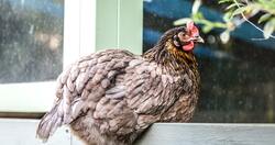 Chicken Sitting Photography