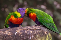 Colorful Parrots Bird Pic
