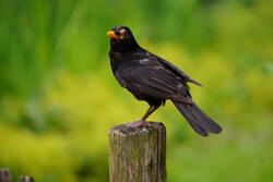 Common Blackbird 4K Photo