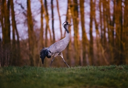 Common Crane Walking Photo