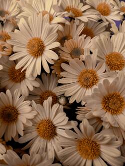 Common Daisy Flower Photo