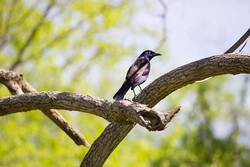 Common Grackle Bird Sitting on Tree