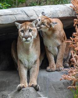 Cougar Animals During Daytime