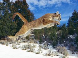 Cougar Diving in Snow