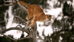 Cougar Jumping on The Tree