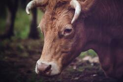 Cow Animal Close Up Photo