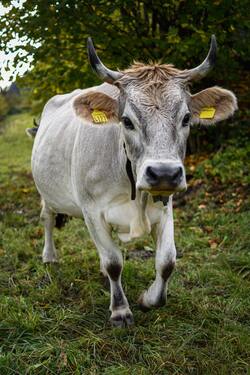 Cow Animal Walking on Grass