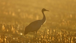 Crane Bird During Sunrise