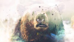 Creative Bear Animal Wallpaper