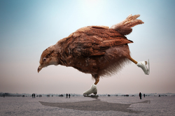 Creative Bird Chicken Photo