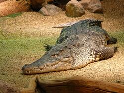 Crocodile Lying On Ground