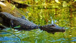 Crocodile Swimming In River