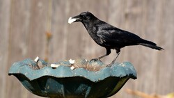 Crow Eating Food
