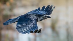 Crow Flying 5K Wallpaper