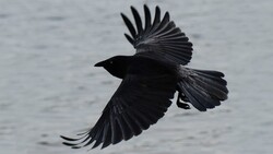 Crow Flying HD Photography