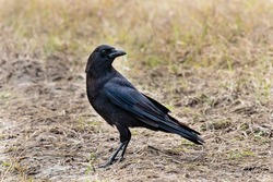 Crow in Jungle Photo